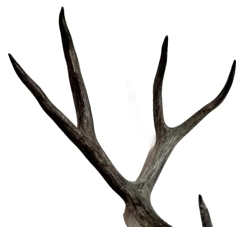 Naturally Shed Four Point Deer Antlers - A Pair - 2