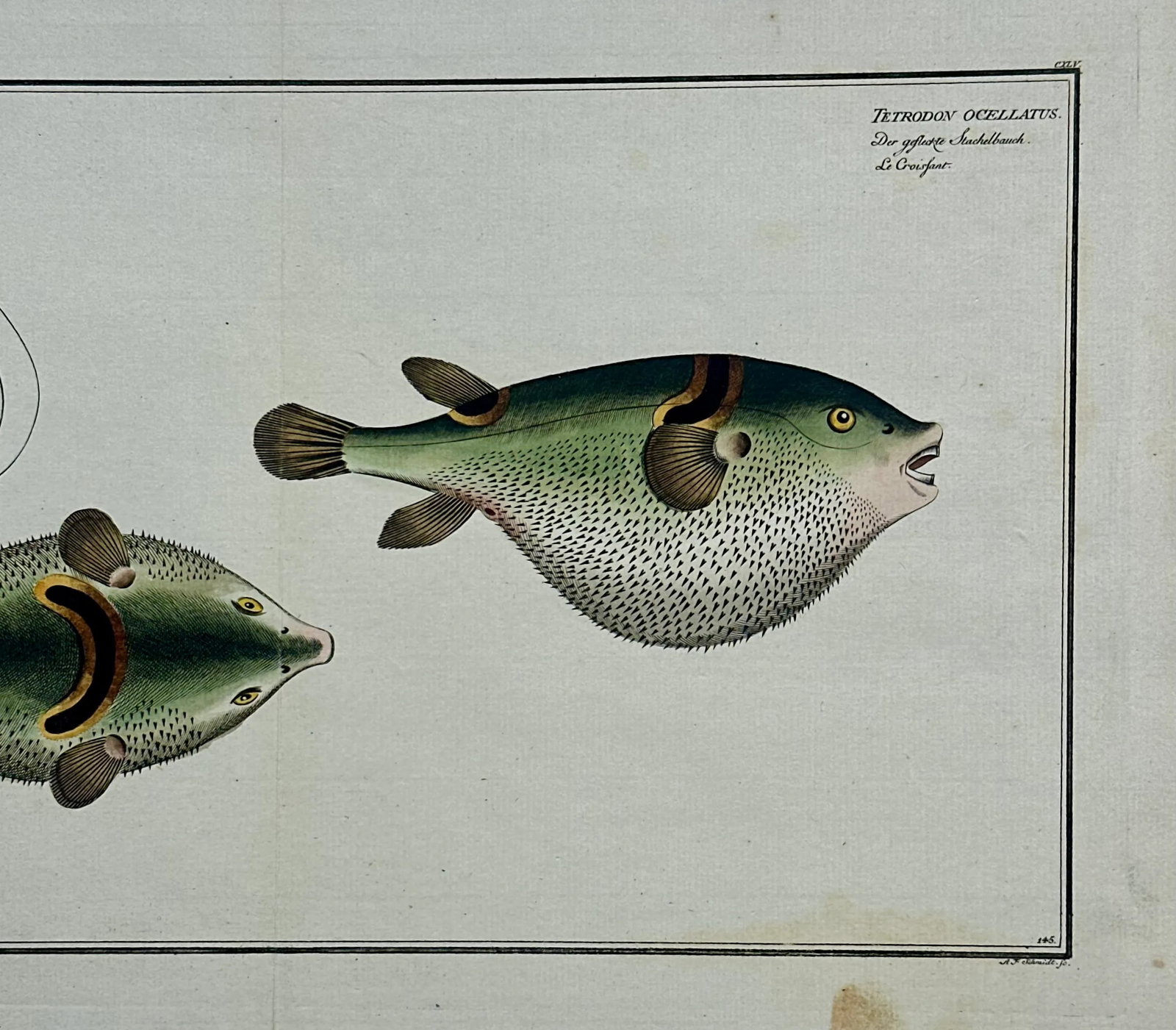 Puffer Fish Original Print by Bloch, 1782 - 4