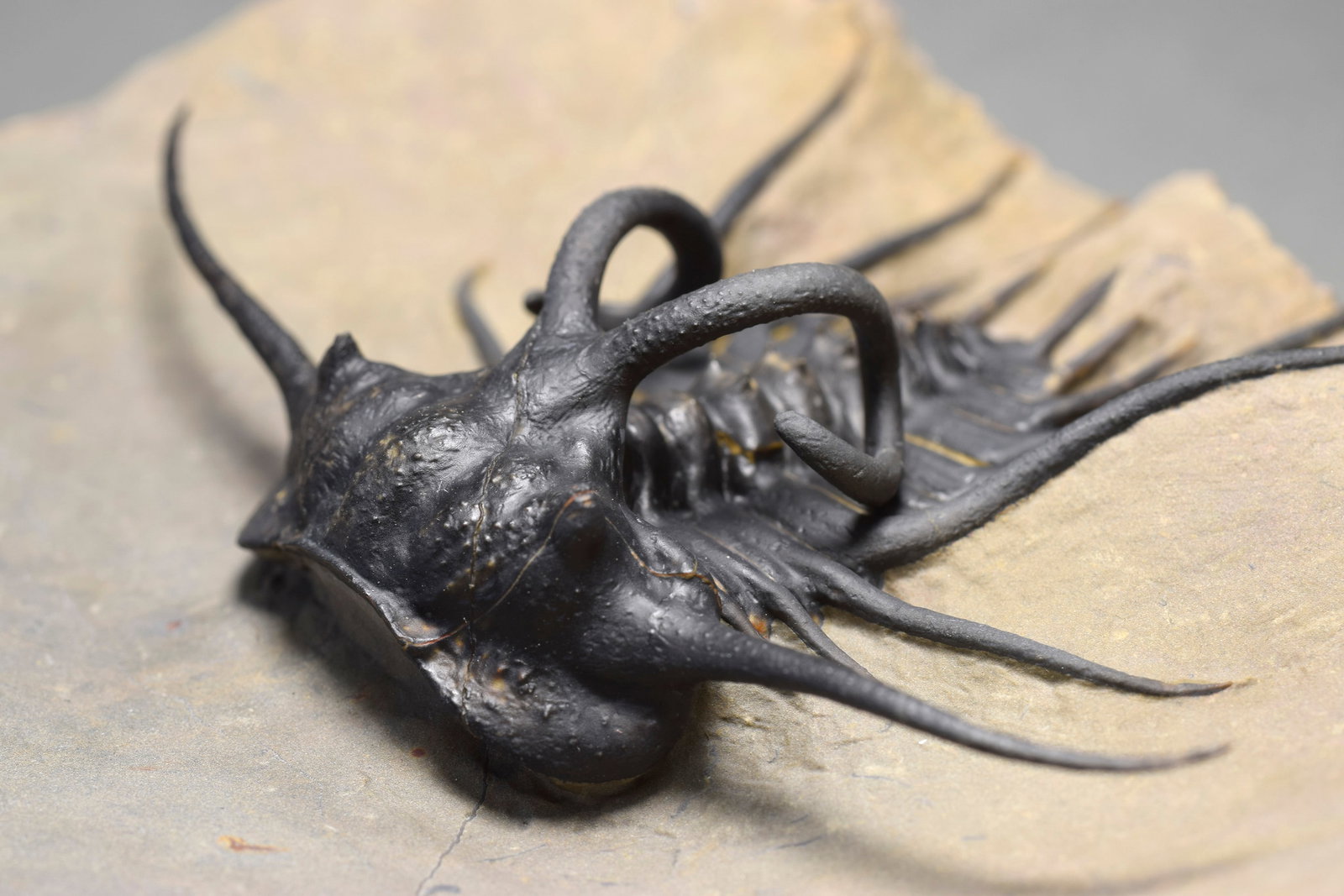 Excellent black and spiny trilobite - Dicranurus monstrosus - 10