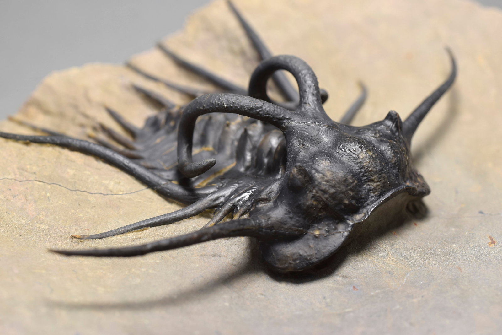 Excellent black and spiny trilobite - Dicranurus monstrosus - 11