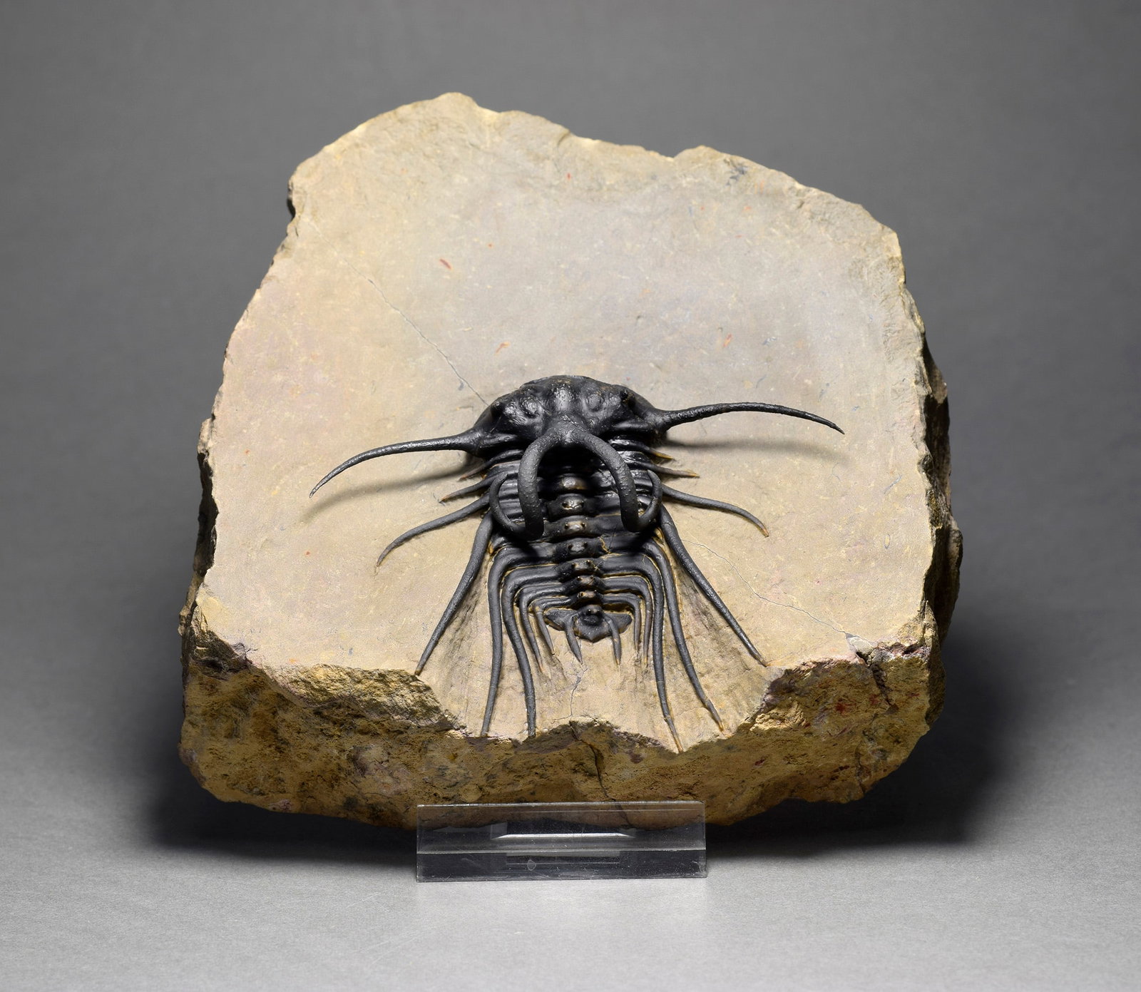 Excellent black and spiny trilobite - Dicranurus monstrosus: Title: Excellent black and spiny trilobite - Dicranurus monstrosus Origin: Morocco Size: 5.9 x 7.7 cm trilobite Description: Species: Dicranurus monstrosus Age: Lower Devonian Locality: Atchana, Moroc