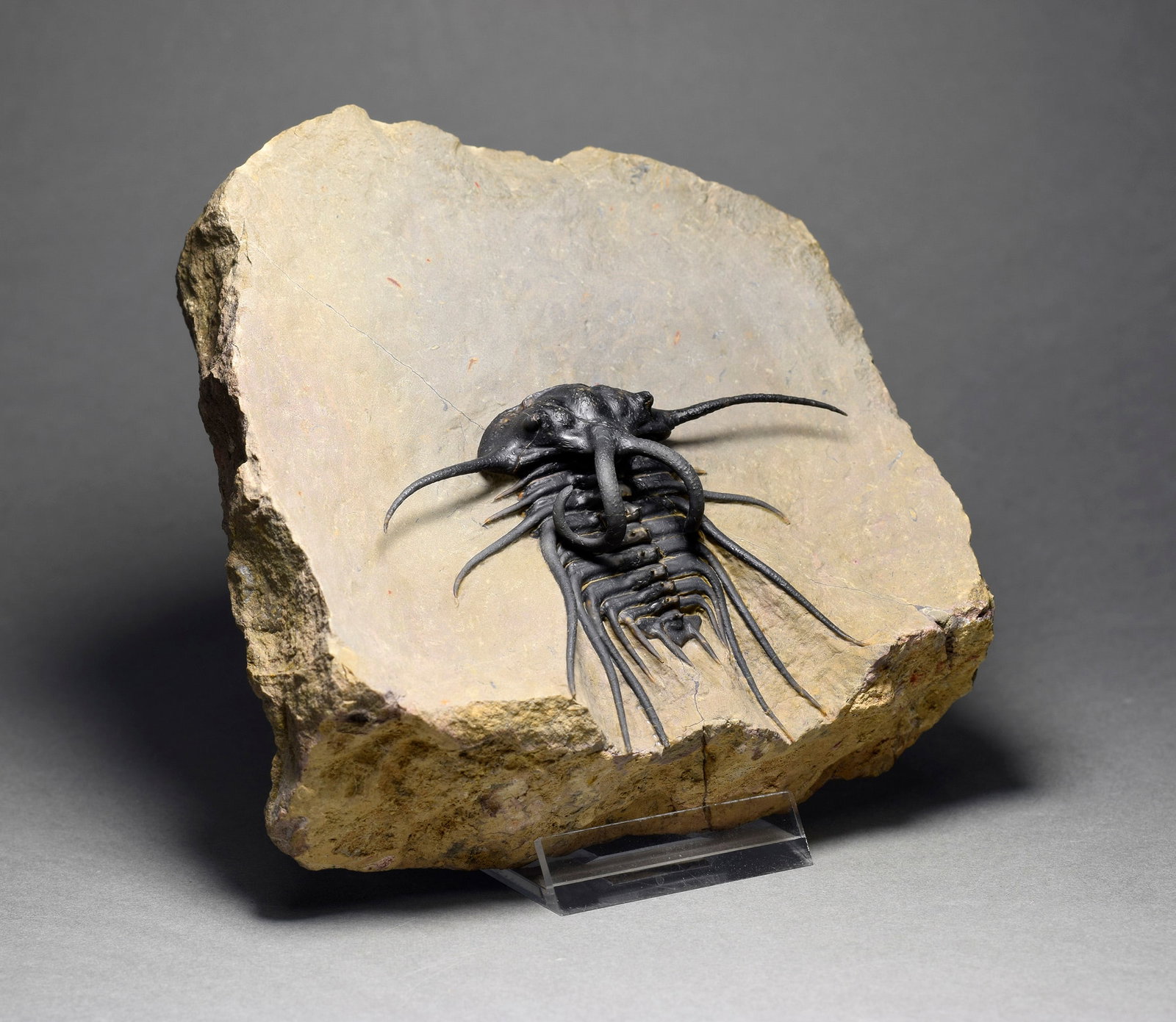Excellent black and spiny trilobite - Dicranurus monstrosus - 2