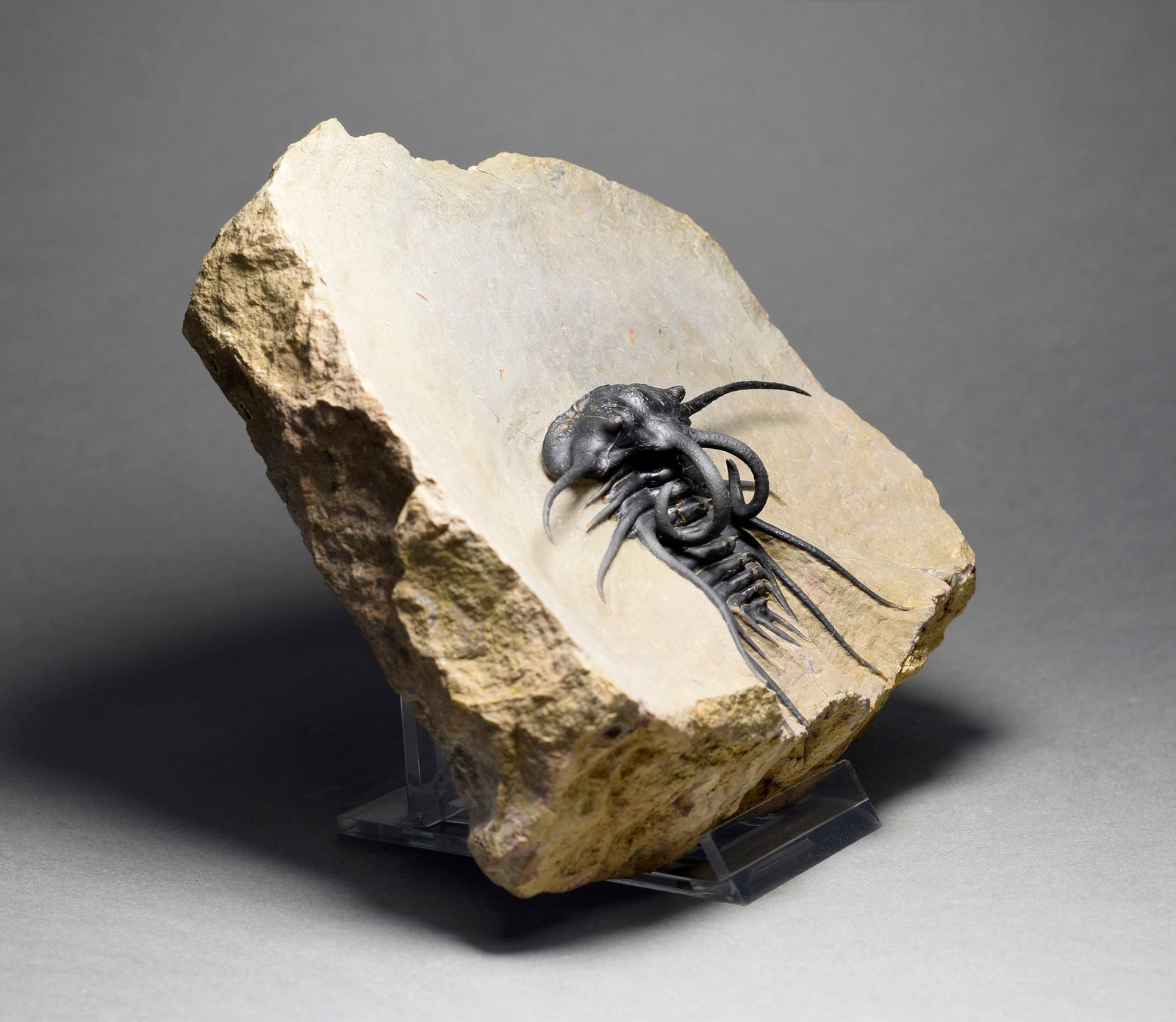 Excellent black and spiny trilobite - Dicranurus monstrosus - 3