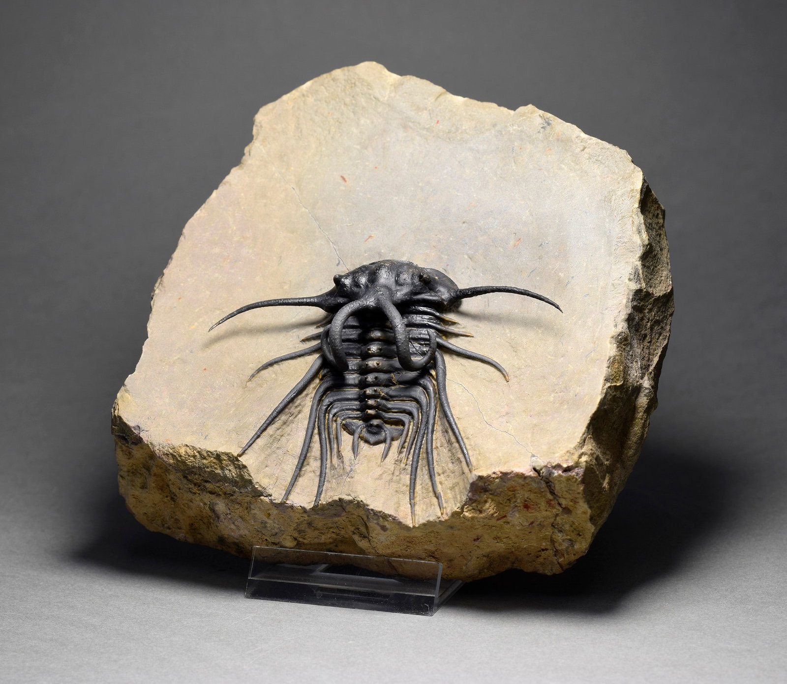 Excellent black and spiny trilobite - Dicranurus monstrosus - 4