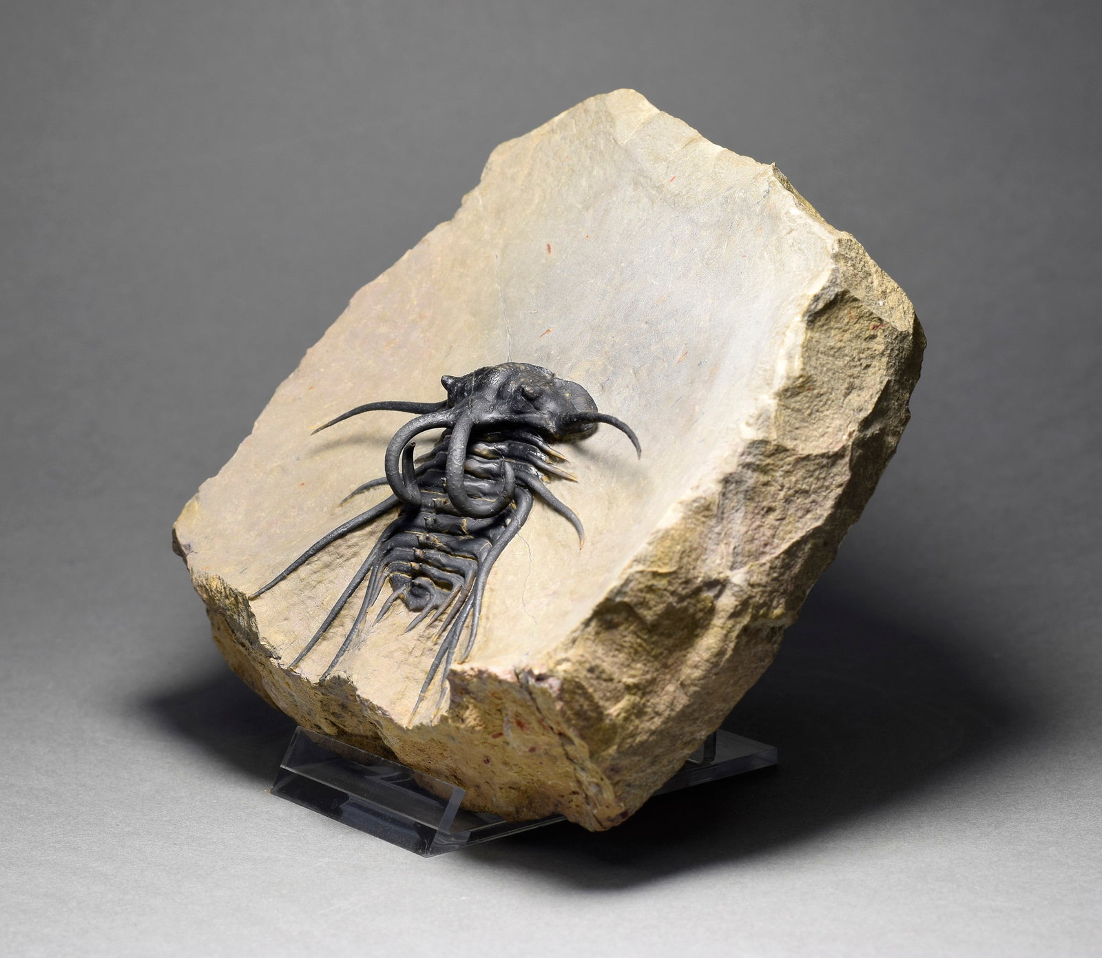 Excellent black and spiny trilobite - Dicranurus monstrosus - 5