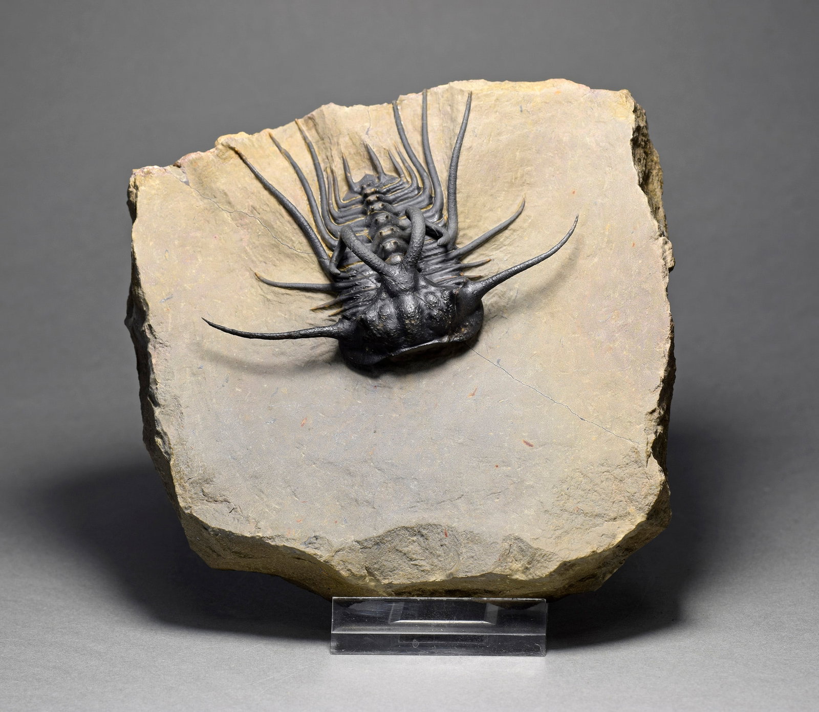 Excellent black and spiny trilobite - Dicranurus monstrosus - 6