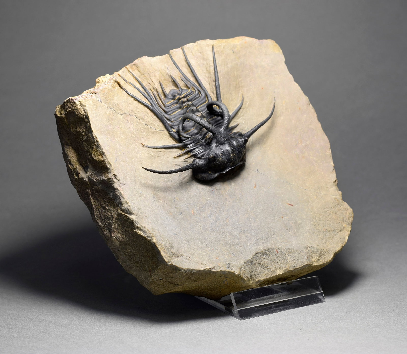 Excellent black and spiny trilobite - Dicranurus monstrosus - 7