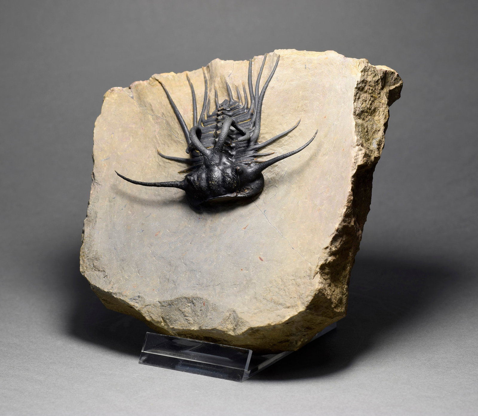 Excellent black and spiny trilobite - Dicranurus monstrosus - 8