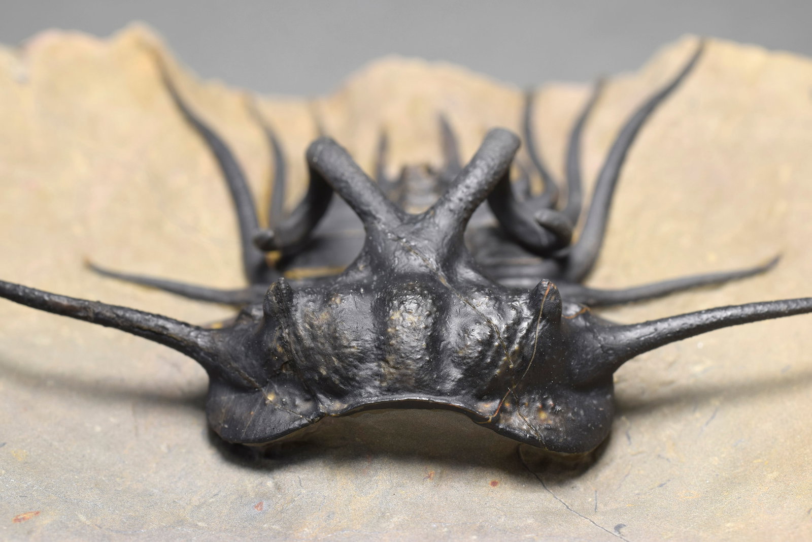 Excellent black and spiny trilobite - Dicranurus monstrosus - 9