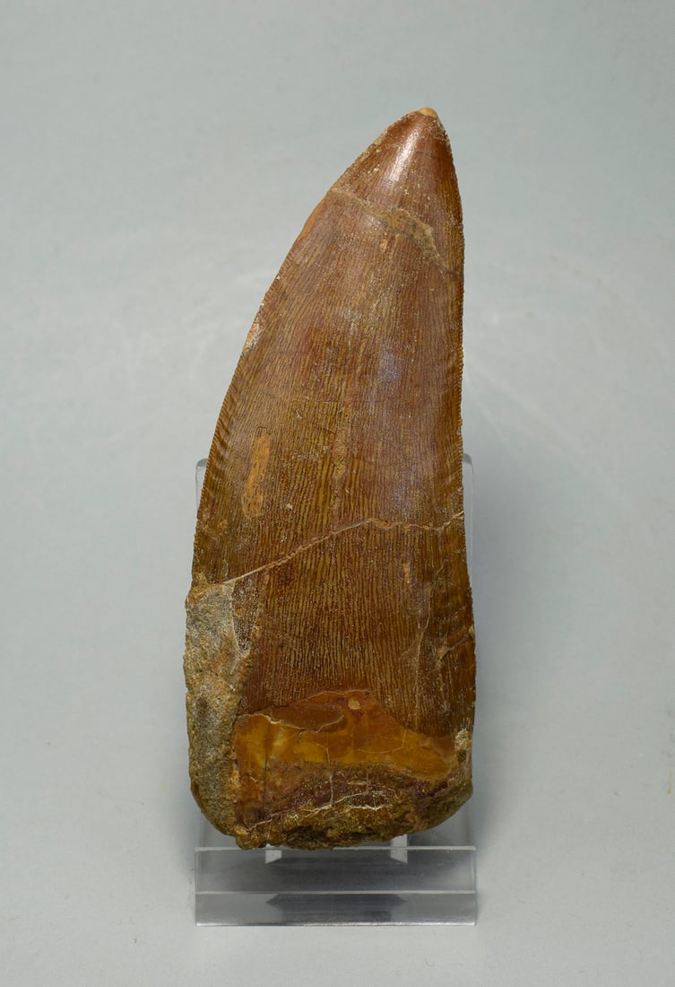 Outstanding 10.8 cm dinosaur tooth - Carcharodontosaurus saharicus: Title: Outstanding 10.8 cm dinosaur tooth - Carcharodontosaurus saharicus Origin: Morocco Size: 10.8 cm long Description: Species: Carcharodontosaurus saharicus Age: Cretaceous, Cenomanian Locality: n