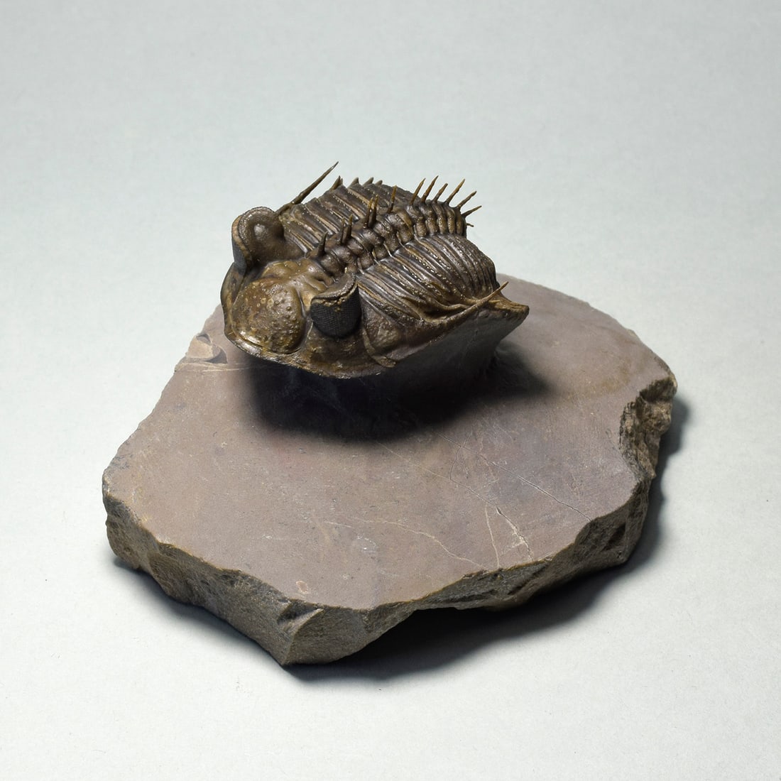 Excellent spiny trilobite Erbenochile erbeni - 2