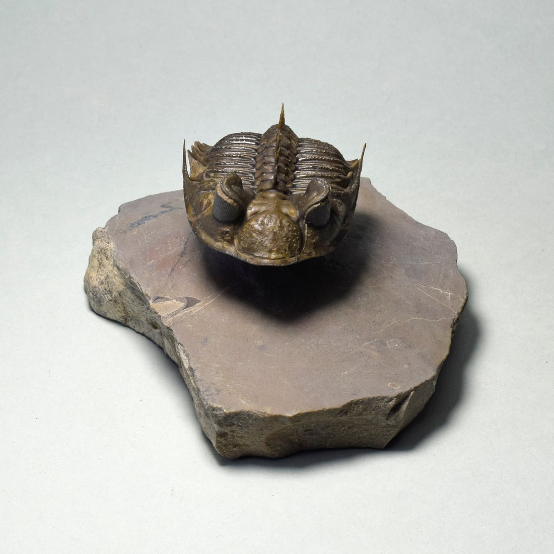 Excellent spiny trilobite Erbenochile erbeni - 3