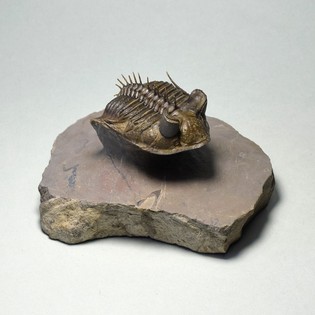 Excellent spiny trilobite Erbenochile erbeni - 4