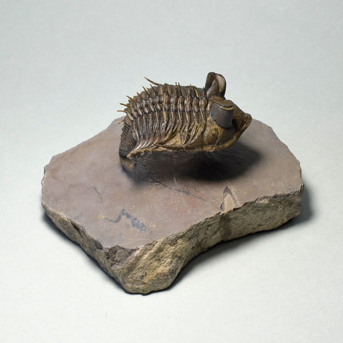 Excellent spiny trilobite Erbenochile erbeni - 5