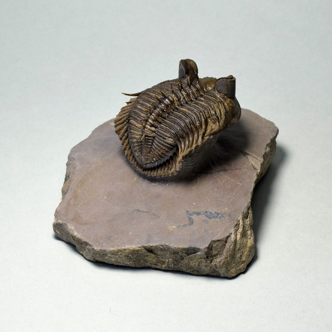 Excellent spiny trilobite Erbenochile erbeni - 6
