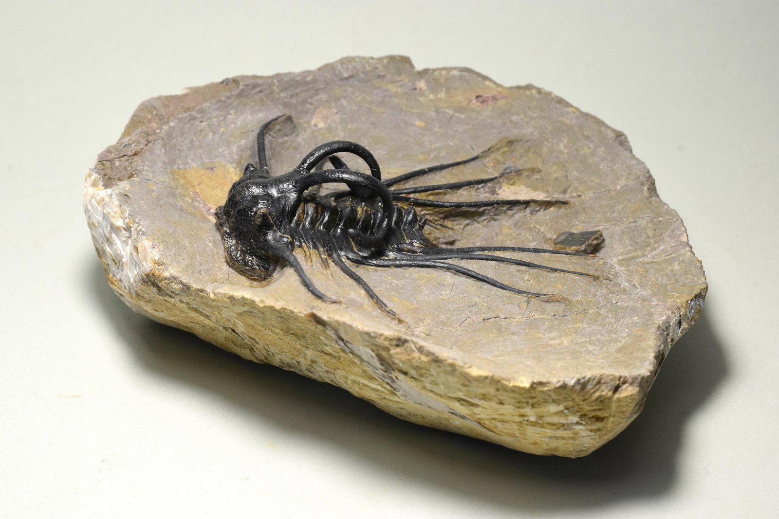 Beautiful spiny trilobite - Dicranurus monstrosus: Title: Beautiful spiny trilobite - Dicranurus monstrosus Origin: Morocco Size: 6.5 cm long trilobite Description: Species: Dicranurus monstrosus Age: Lower Devonian Locality: Morocco Measurements: 6.5