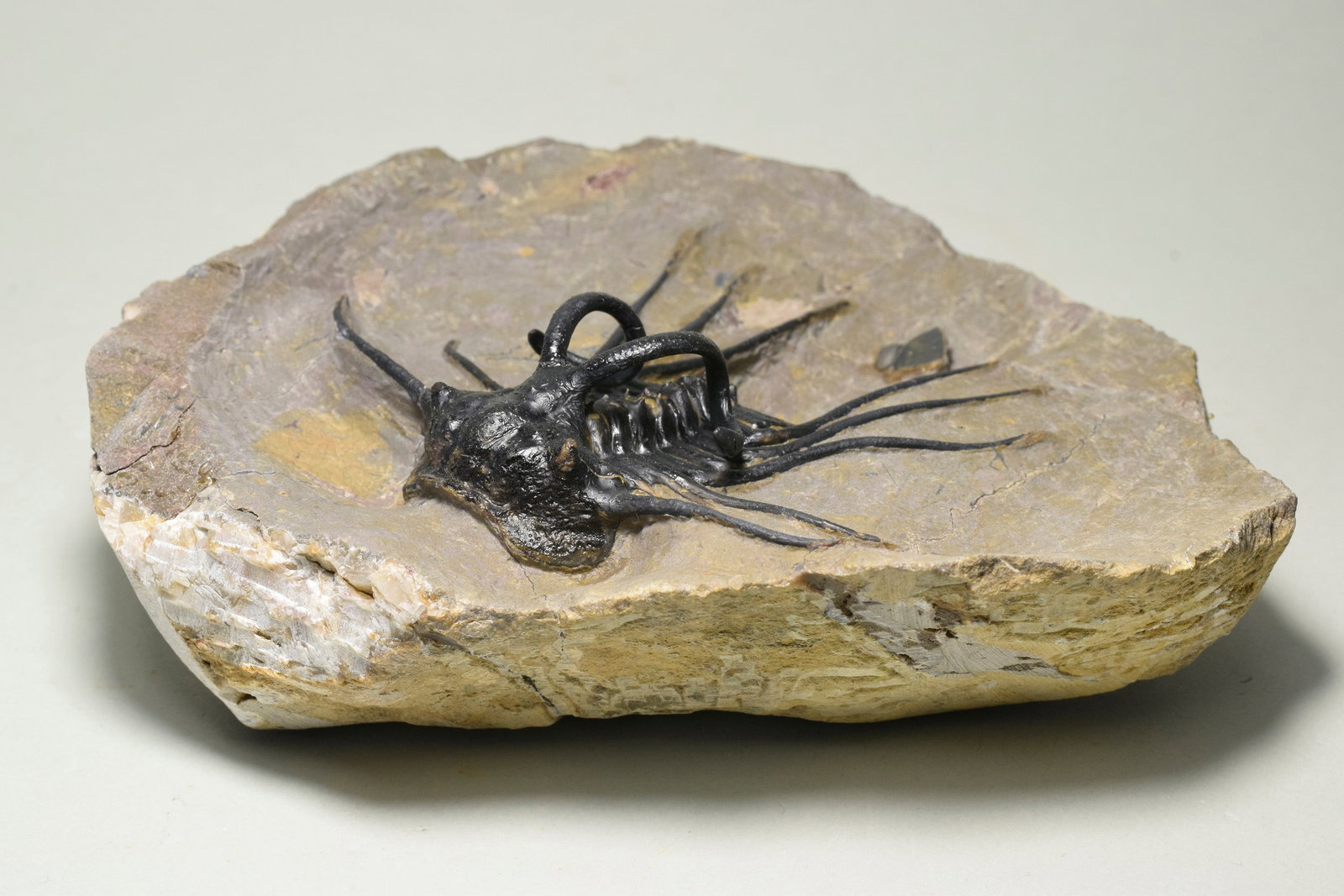 Beautiful spiny trilobite - Dicranurus monstrosus - 2