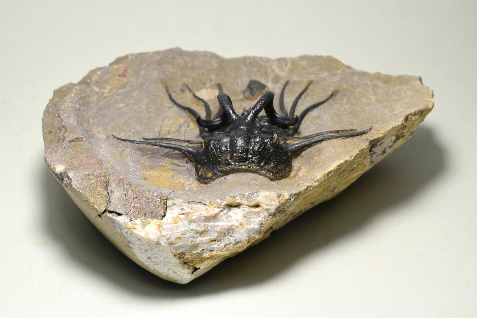 Beautiful spiny trilobite - Dicranurus monstrosus - 3