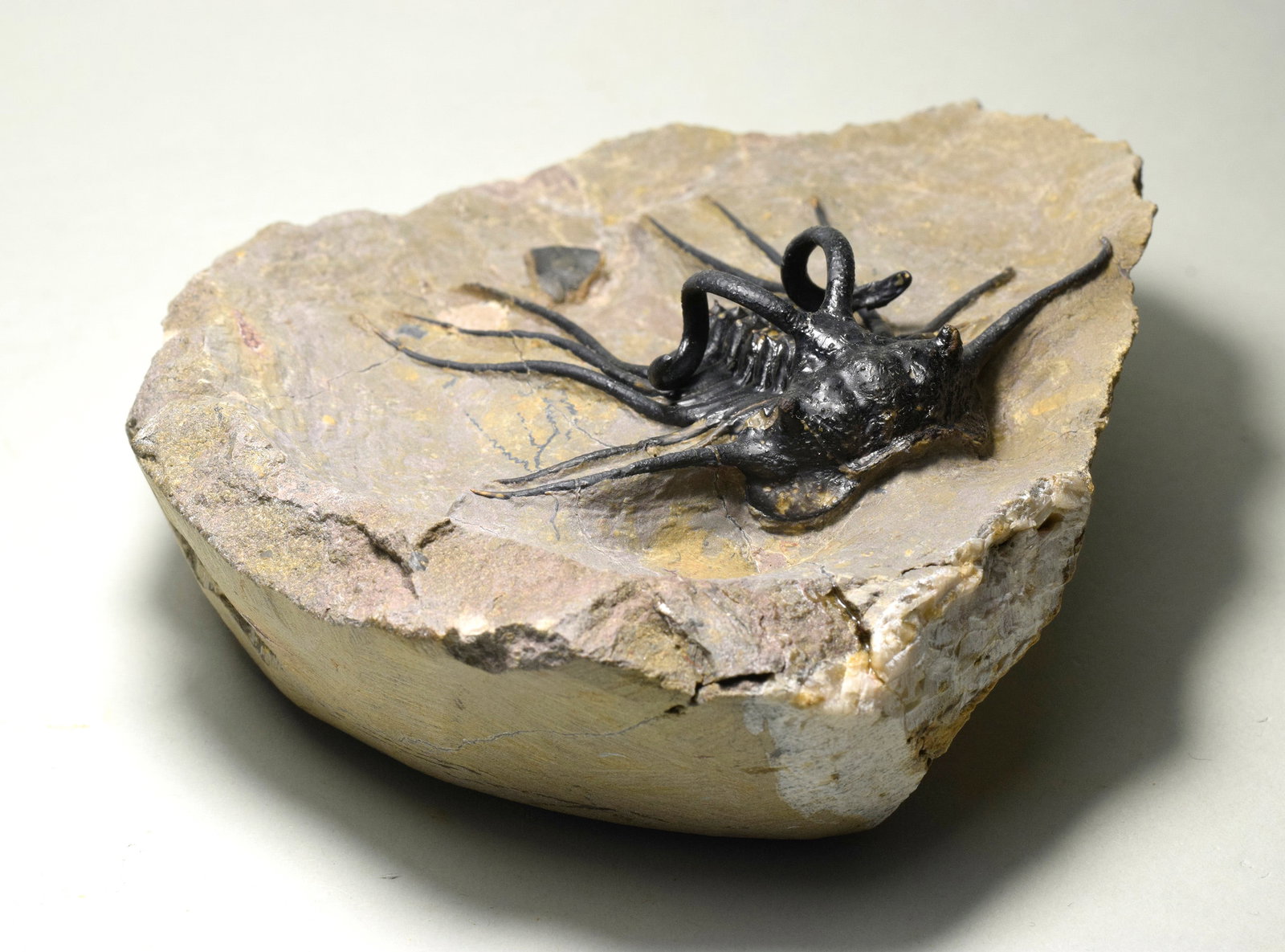 Beautiful spiny trilobite - Dicranurus monstrosus - 4