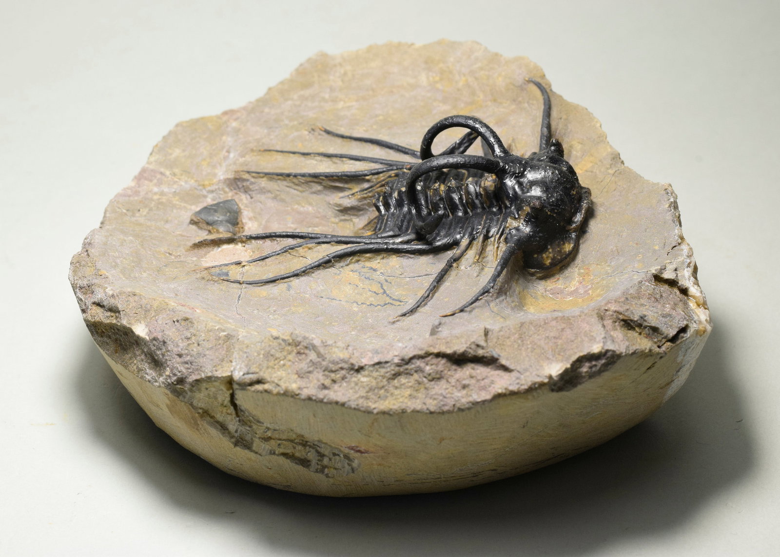 Beautiful spiny trilobite - Dicranurus monstrosus - 5