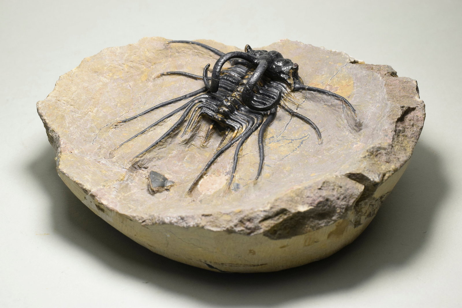 Beautiful spiny trilobite - Dicranurus monstrosus - 6