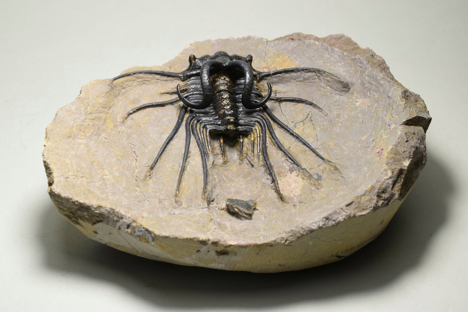 Beautiful spiny trilobite - Dicranurus monstrosus - 7