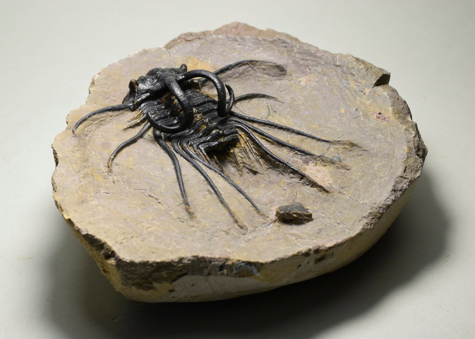 Beautiful spiny trilobite - Dicranurus monstrosus - 8