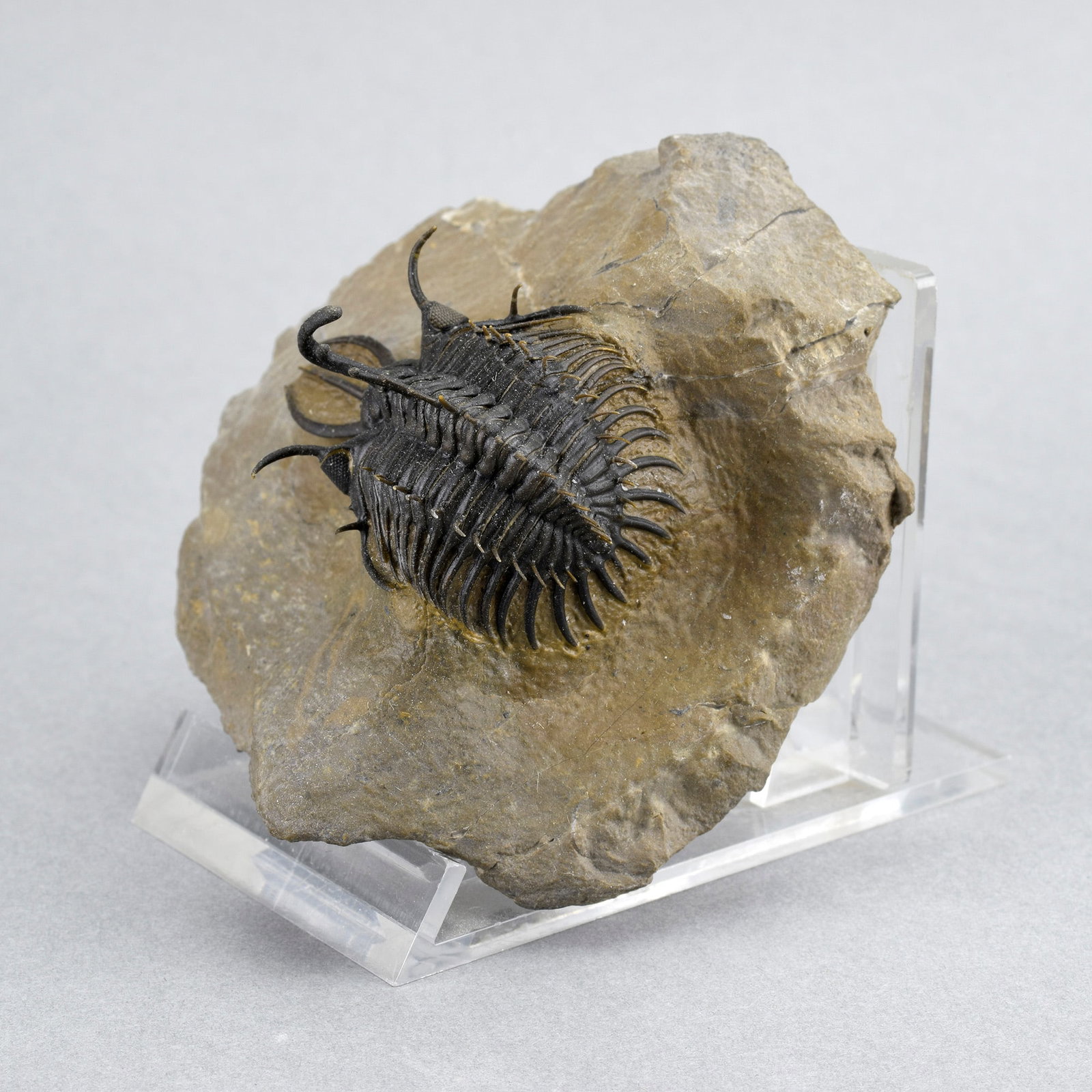 Near-perfect trilobite Walliserops hammii - 10