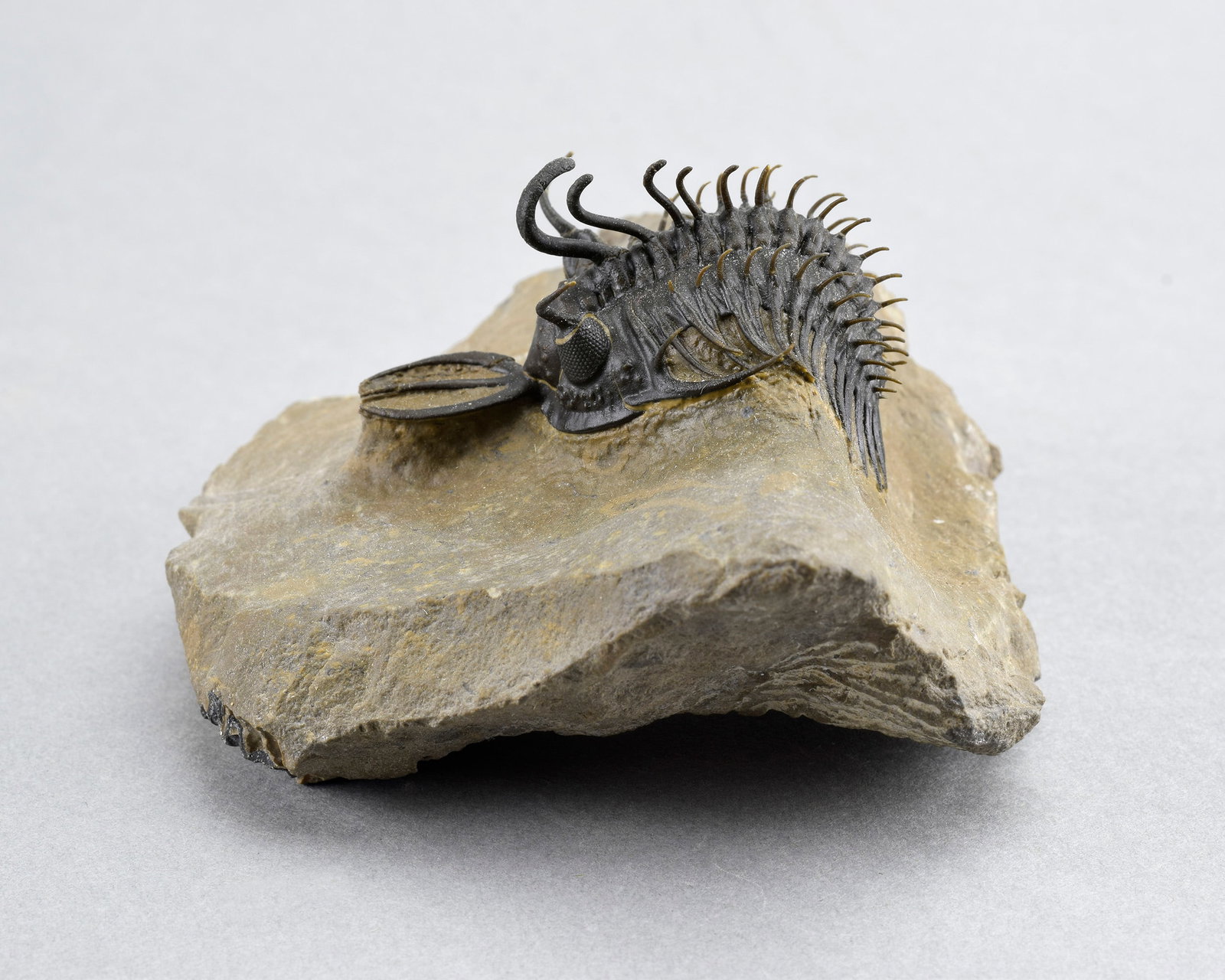 Near-perfect trilobite Walliserops hammii: Title: Near-perfect trilobite Walliserops hammii Origin: Morocco Size: c. 5 cm long trilobite Description: Species: Walliserops hammii Age: Devonian Locality: Morocco Measurements: c. 5 cm long (trilo