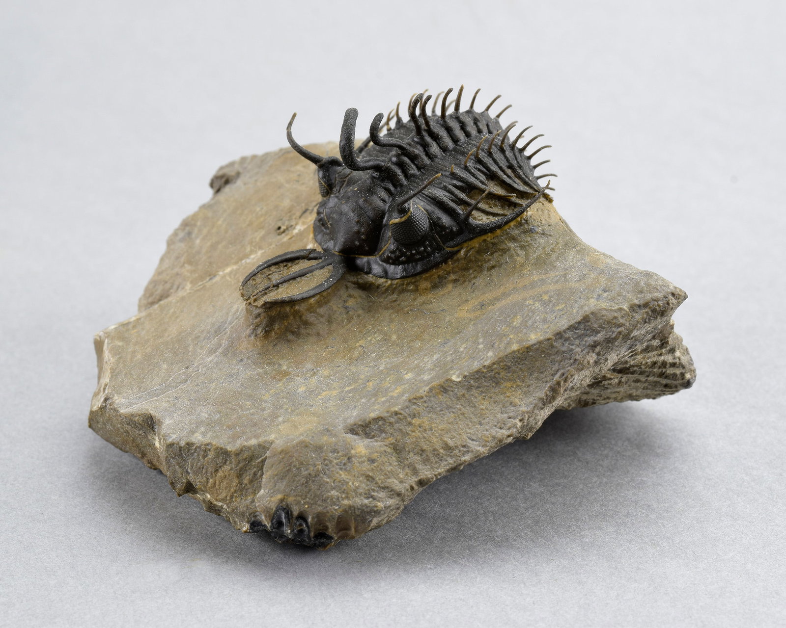 Near-perfect trilobite Walliserops hammii - 2