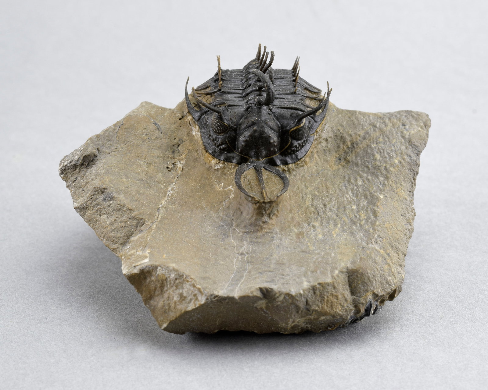 Near-perfect trilobite Walliserops hammii - 3