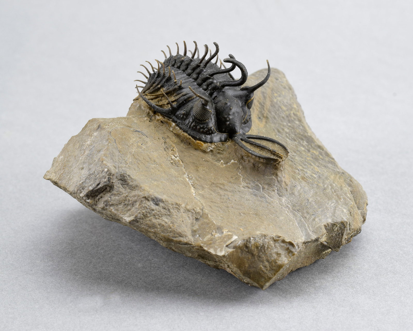 Near-perfect trilobite Walliserops hammii - 4