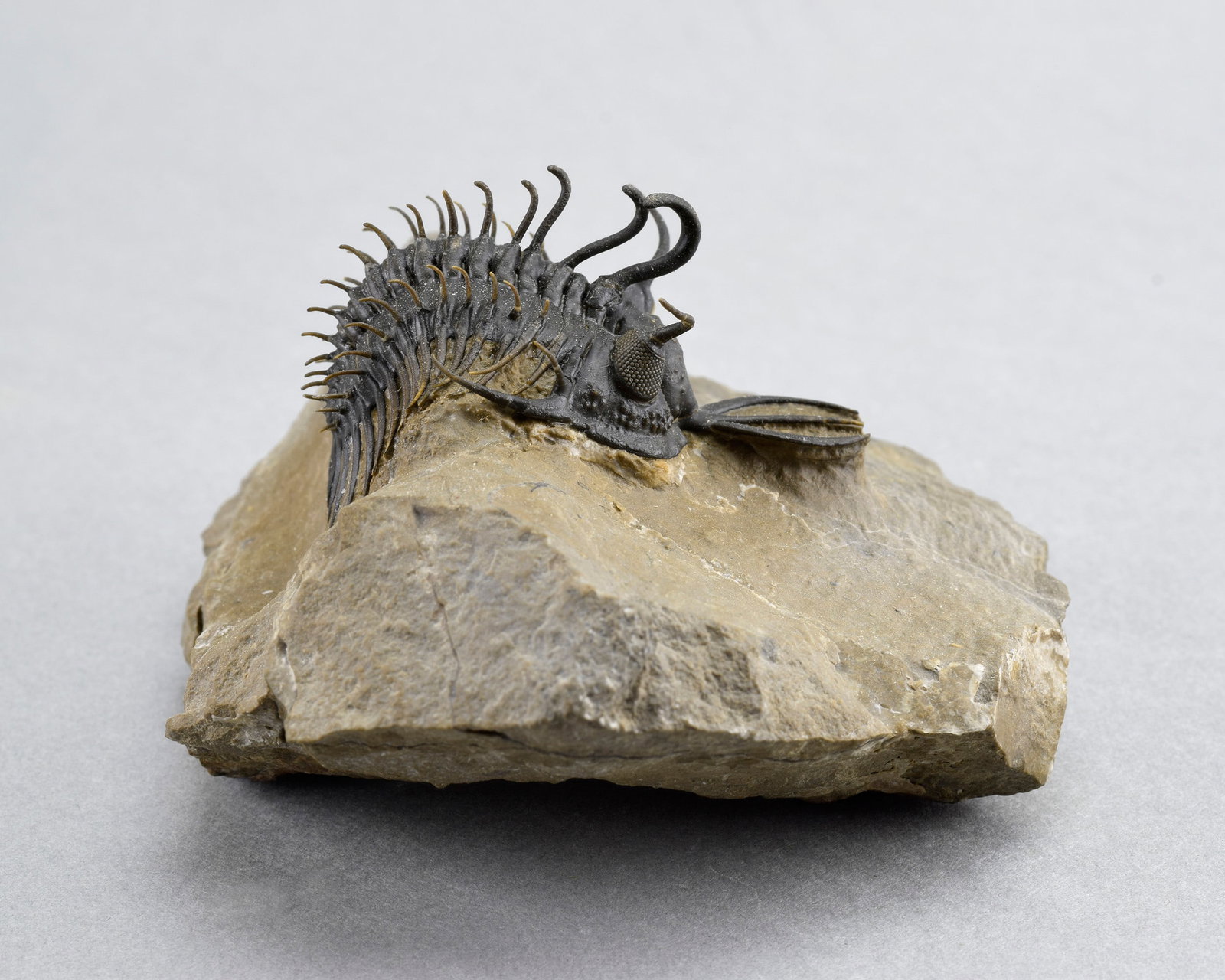 Near-perfect trilobite Walliserops hammii - 5