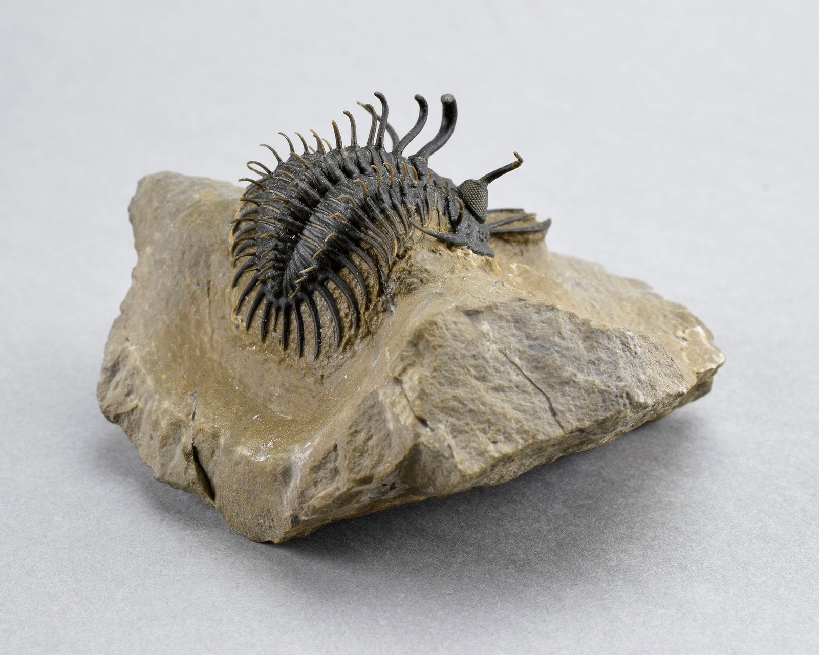 Near-perfect trilobite Walliserops hammii - 6