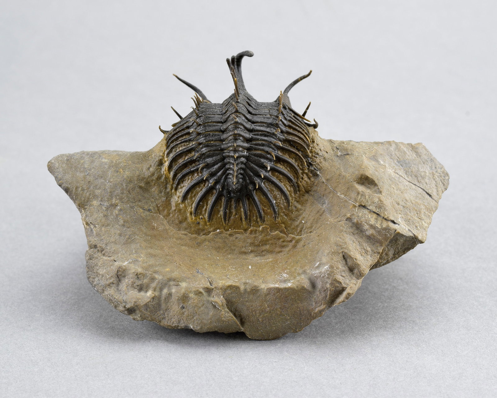 Near-perfect trilobite Walliserops hammii - 7