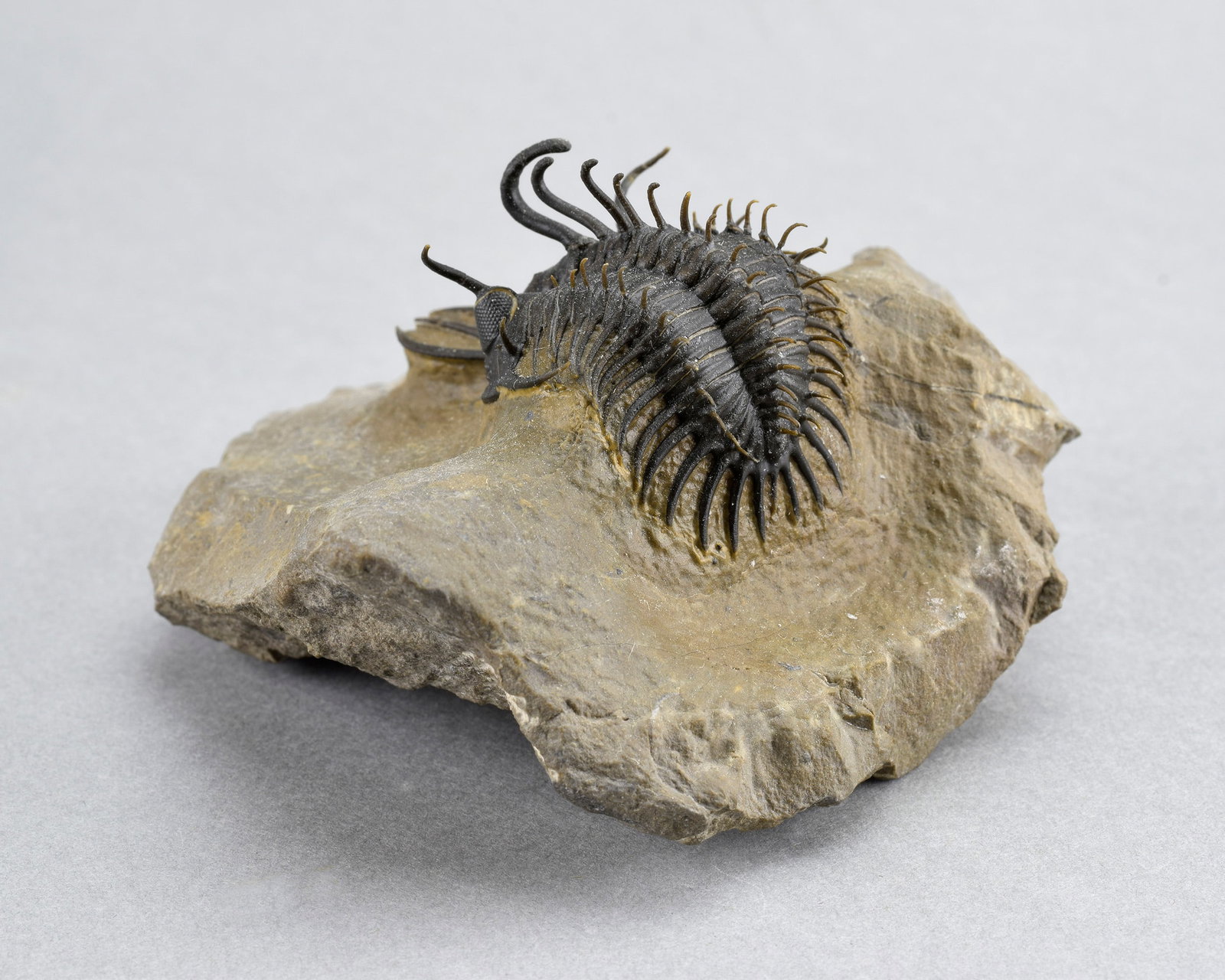 Near-perfect trilobite Walliserops hammii - 8