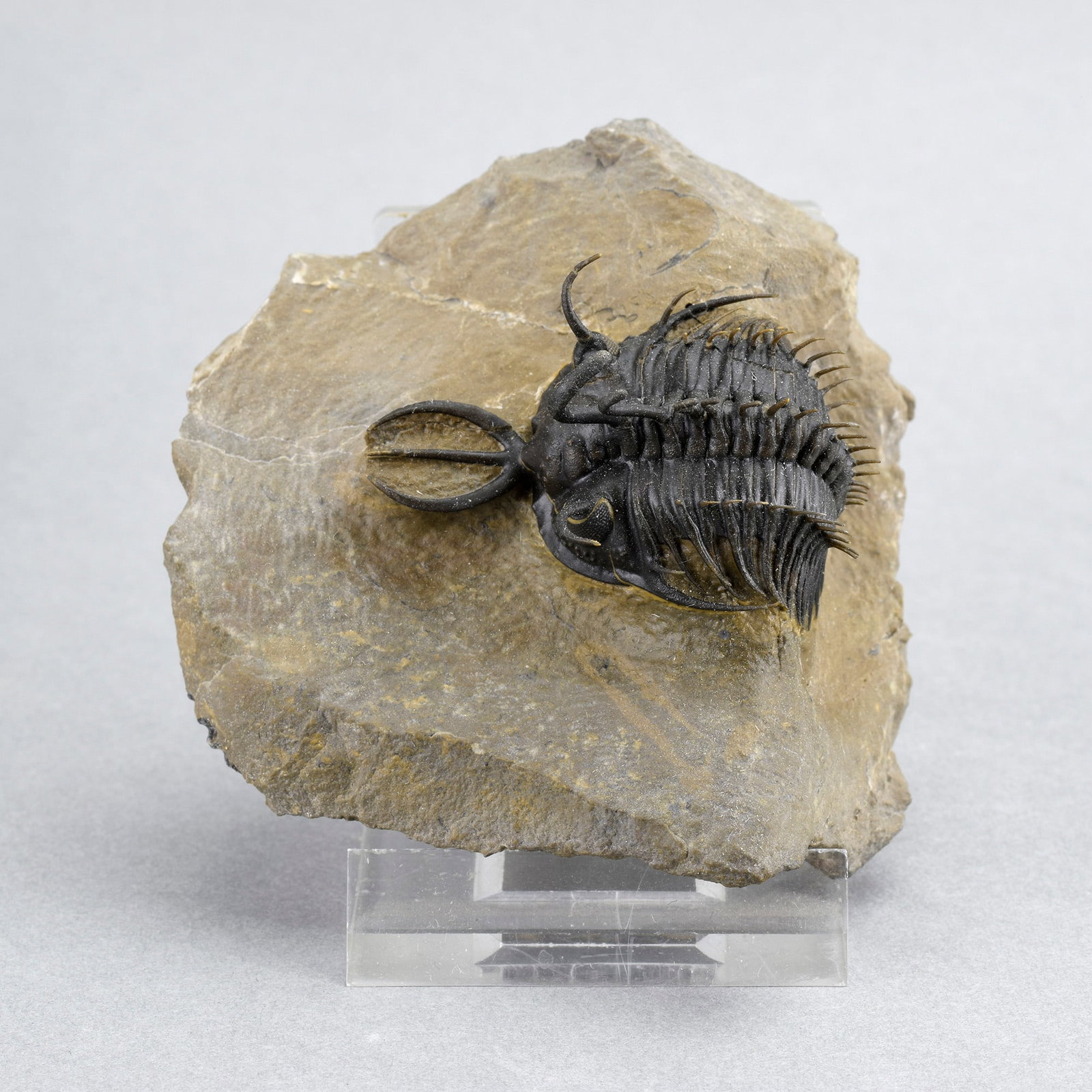 Near-perfect trilobite Walliserops hammii - 9