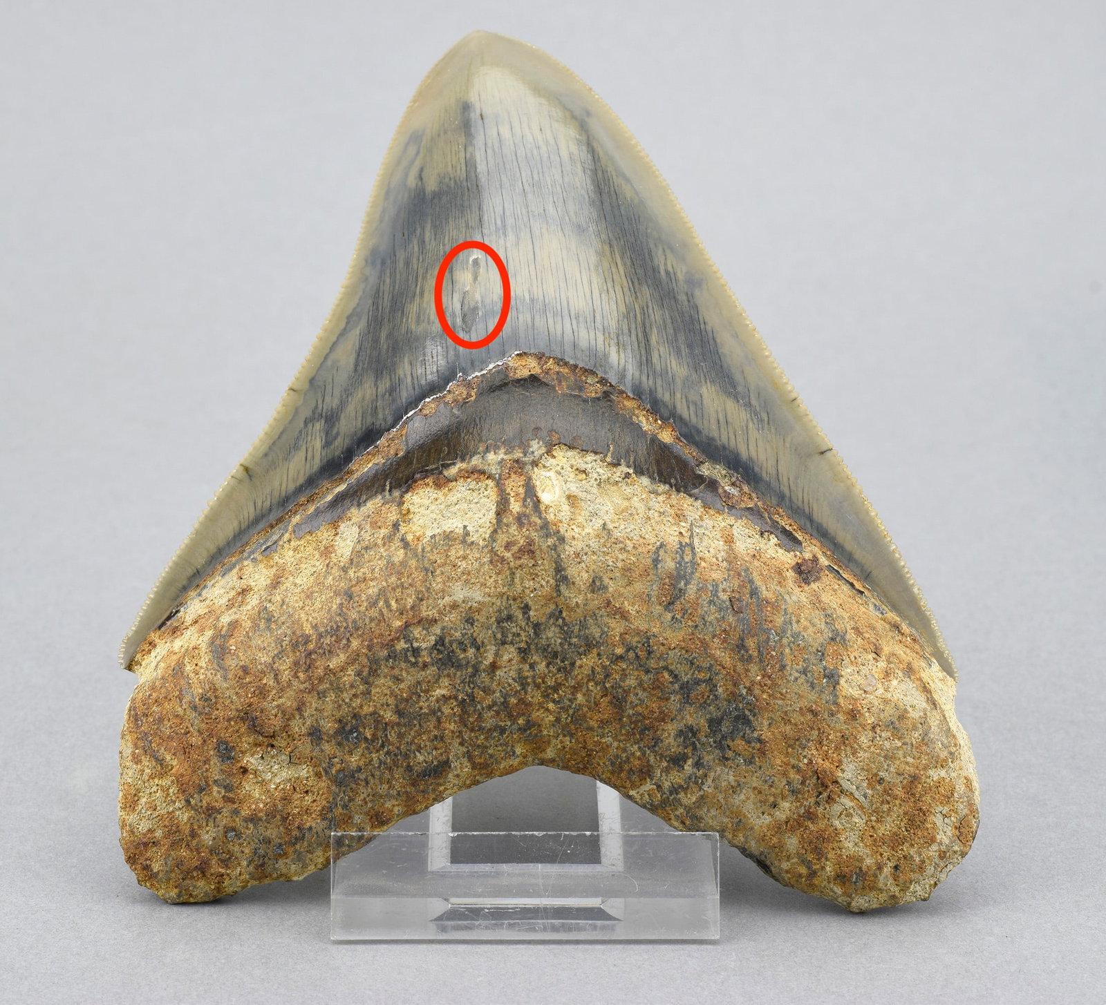 Fine 11.5 cm Indonesian Carcharodon megalodon tooth: Title: Fine 11.5 cm Indonesian Carcharodon megalodon tooth Origin: Indonesia Size: 11.5 cm along edge Description: Species: Carcharodon megalodon Age: Miocene-Pliocene Locality: Indonesia Measurements