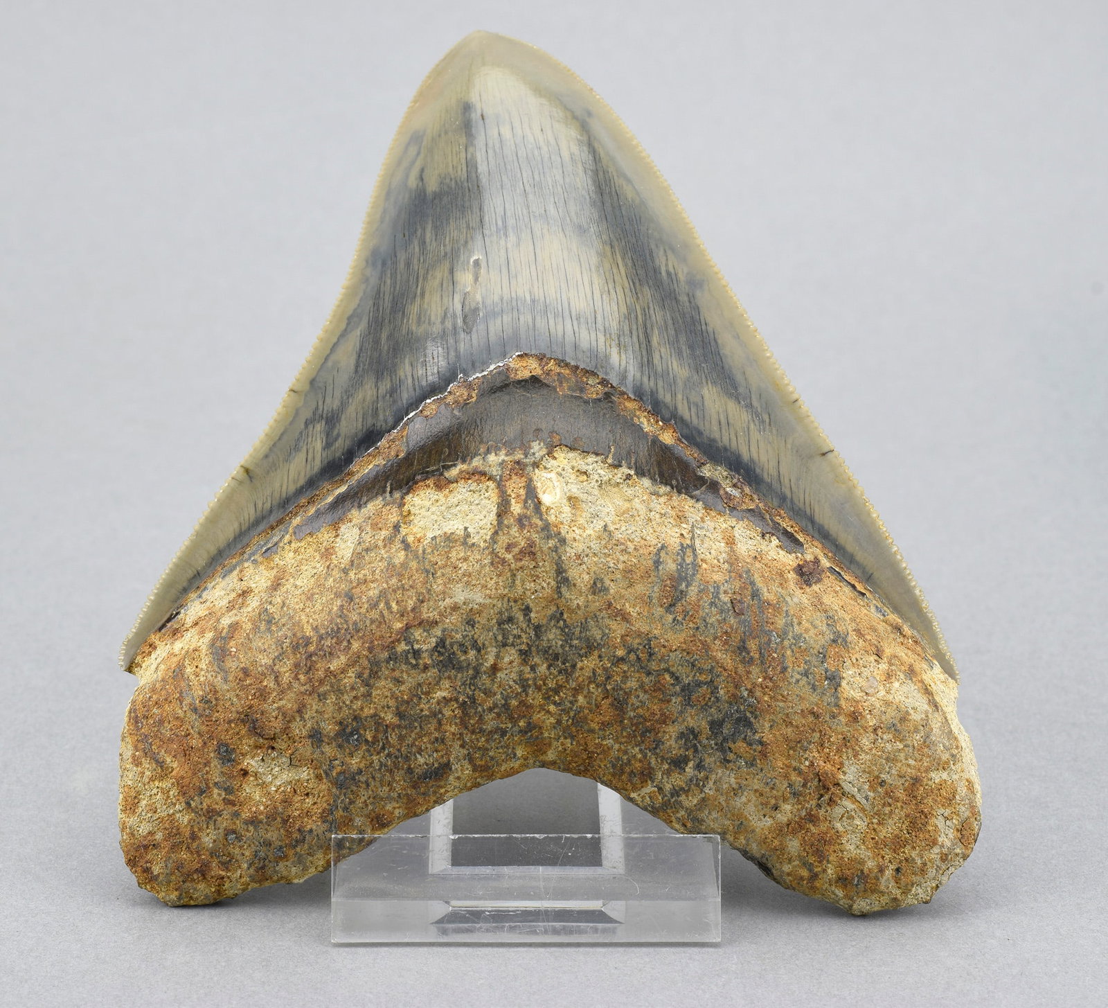 Fine 11.5 cm Indonesian Carcharodon megalodon tooth - 2
