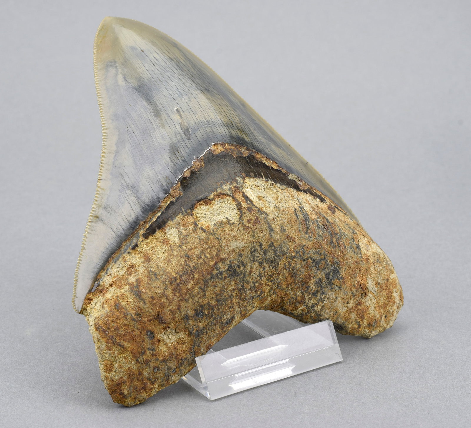 Fine 11.5 cm Indonesian Carcharodon megalodon tooth - 3
