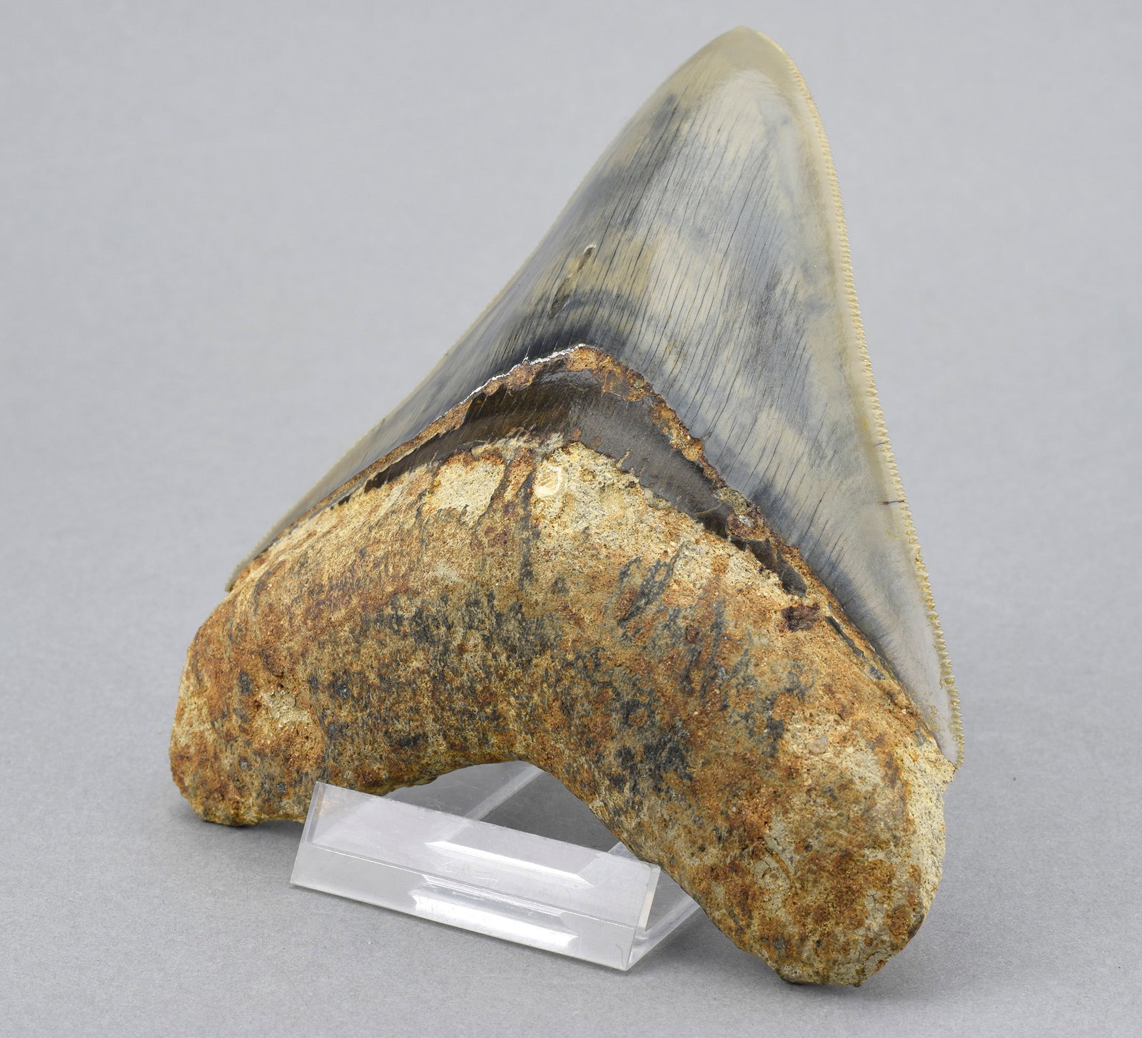 Fine 11.5 cm Indonesian Carcharodon megalodon tooth - 4