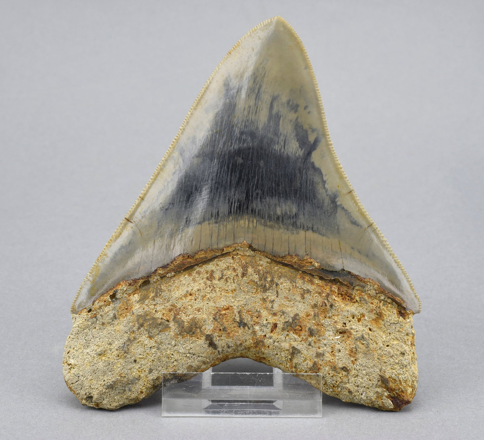 Fine 11.5 cm Indonesian Carcharodon megalodon tooth - 5