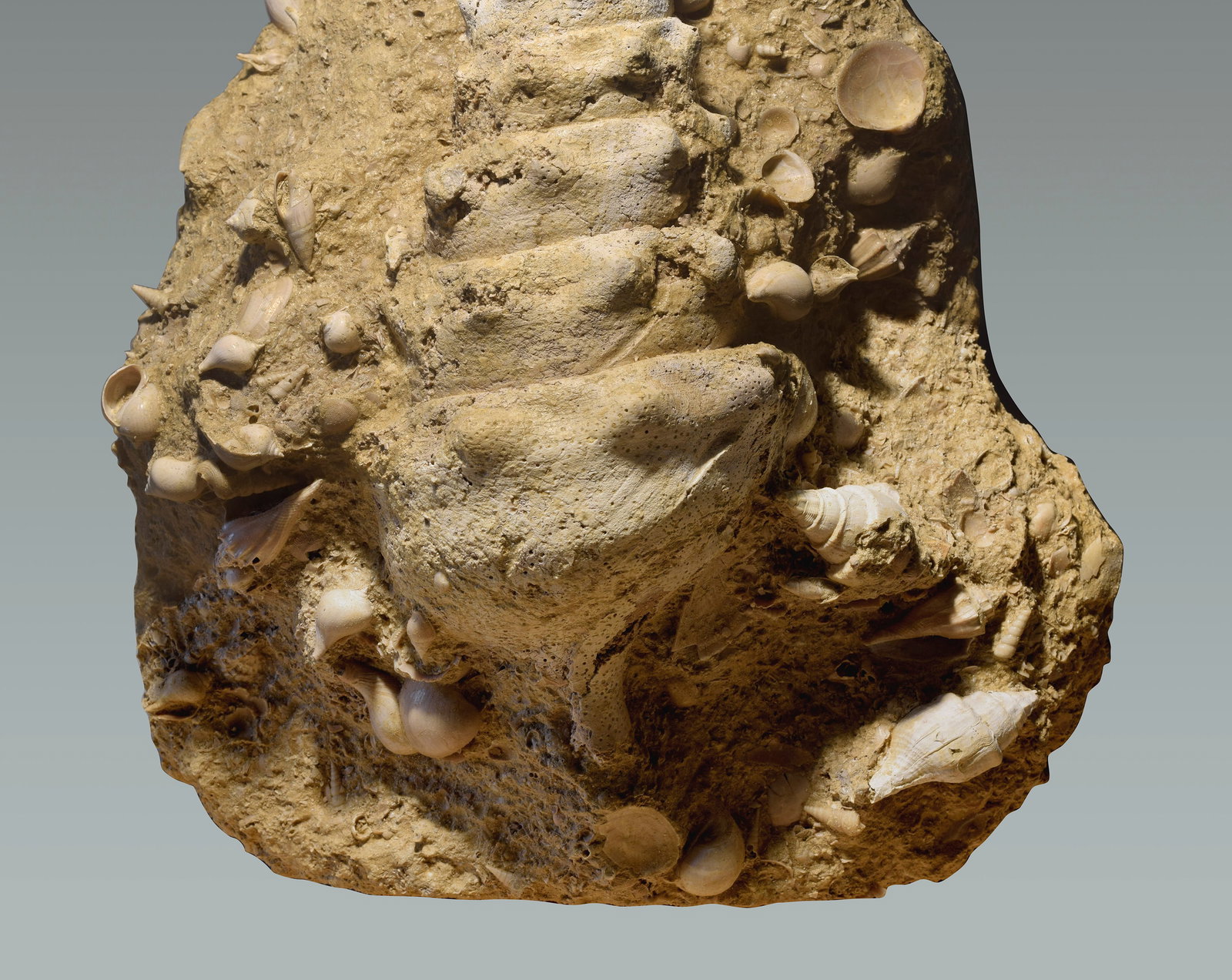 Superb "fossil graveyard" with a Campanile giganteum - 3