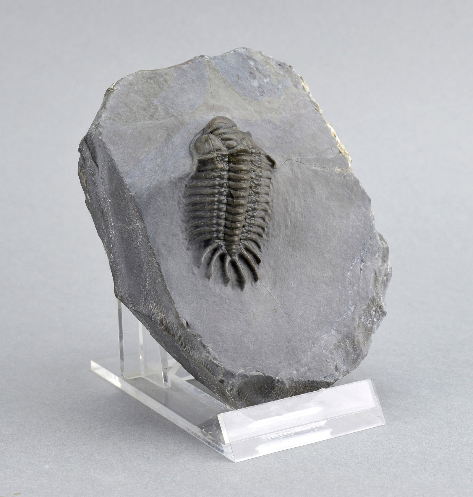 Rare trilobite Crotalocephalus africanus - 2