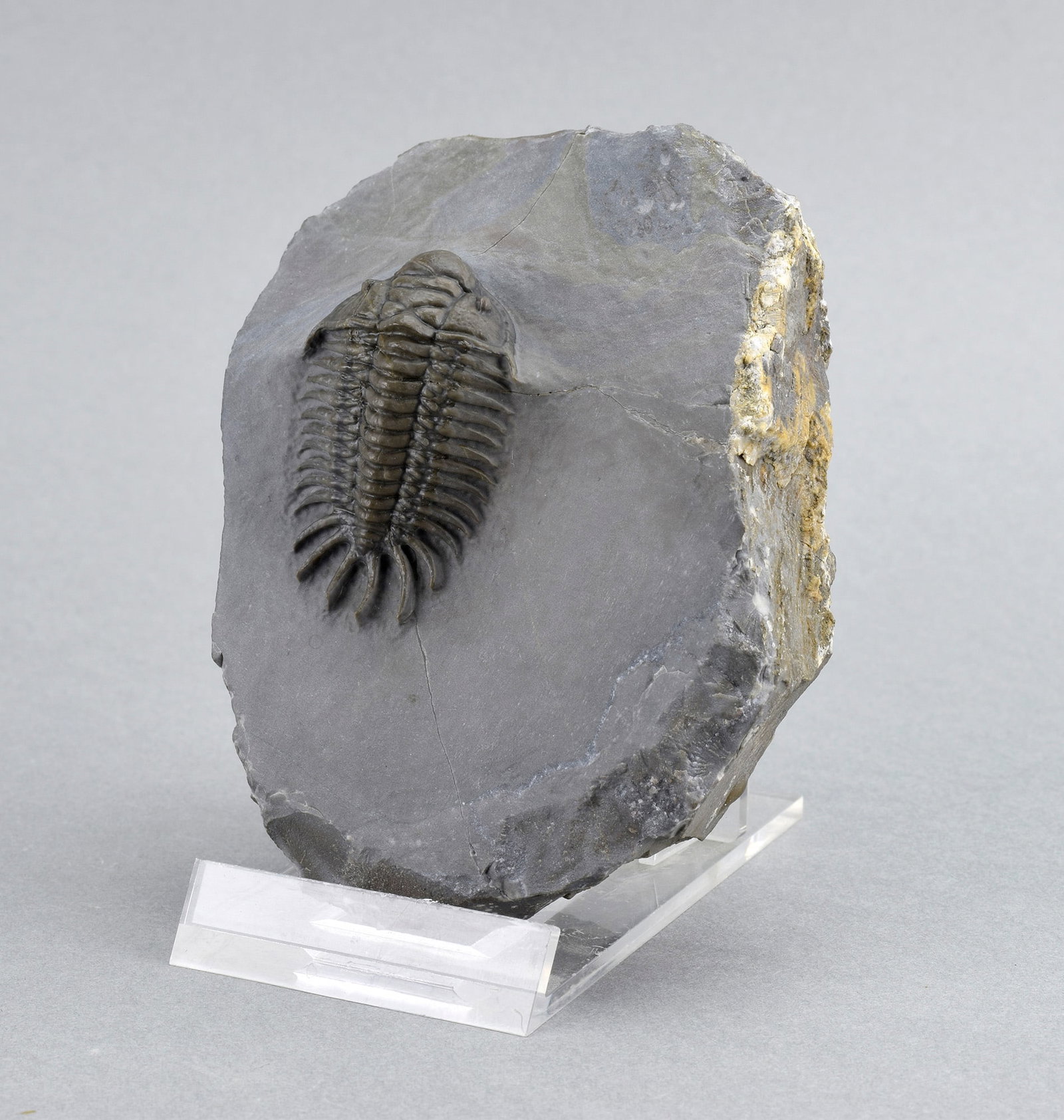 Rare trilobite Crotalocephalus africanus - 3