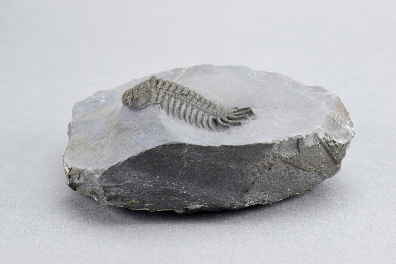 Rare trilobite Crotalocephalus africanus - 4