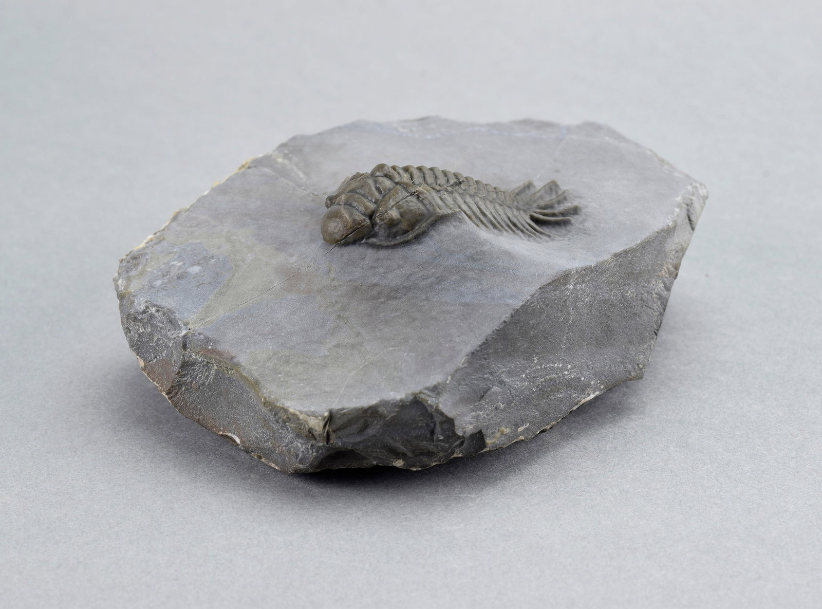 Rare trilobite Crotalocephalus africanus - 5