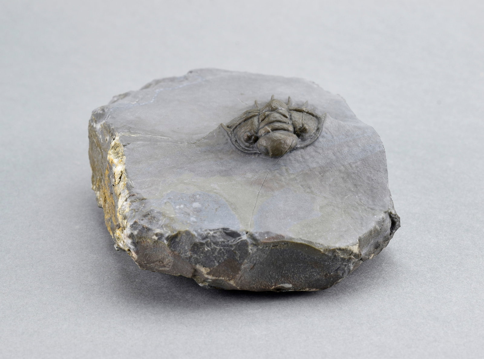 Rare trilobite Crotalocephalus africanus - 6