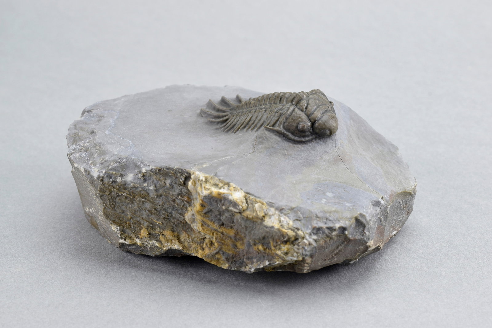 Rare trilobite Crotalocephalus africanus - 7