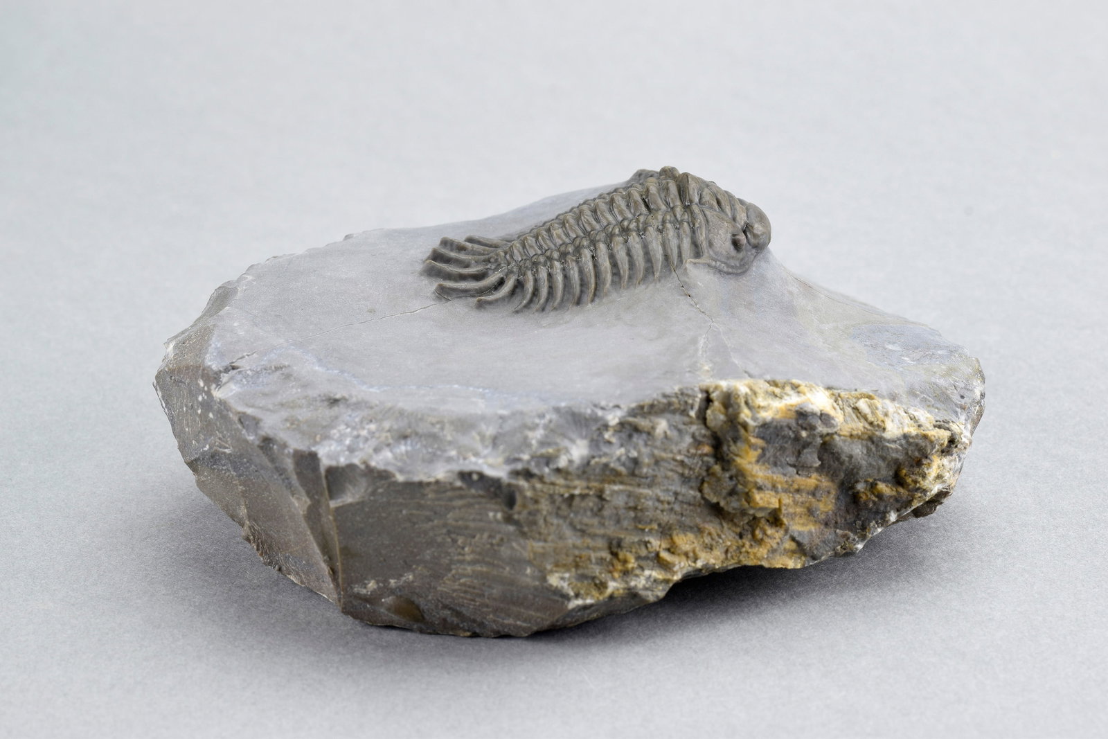 Rare trilobite Crotalocephalus africanus - 8